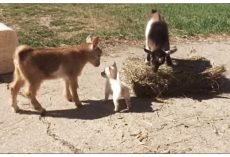 Farm Adopted A Tiny Puppy And Then Introduced Her To The Baby Goats