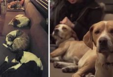 Cafe Opens Its Doors At Night To Give City’s Stray Dogs A Safe Place To Stay