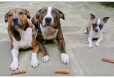 Mom Told Her Dogs To ‘Stay’, But The Little Dog Had His Own “Devious” Plan