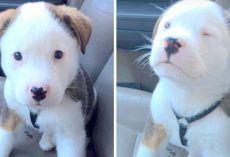 Precious Puppy Hiccups For The First Time, Panics And Tries To Make It Go Away