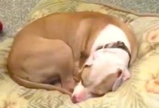 Sad Shelter Dog Thinks It’s Another Lonely Day & Didn’t Know His “New Mom” Was Standing Outside