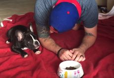 French Bulldog Puppy Squats Down With Dad To Pray Before Meal