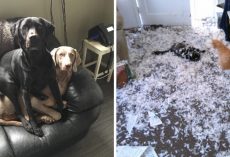 15 Photos Which Prove That Two Pets Are Always Better Than One