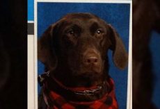 Service Dog Given Own Spot In Elementary School Yearbook