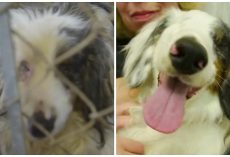 Greedy Breeders Force Blind Dachshund Living In Filth To Produce Puppies