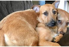 Dog Finds Her Twin On The Street And Begs Mom To Bring Him Home
