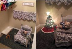 Dog-Mom Turns Closet Into Cozy A Bedroom For Her Spoiled Senior Chihuahua