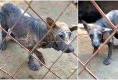 Dog-Eating Monsters Awaited Her Slaughter As She Languished In Her Ailing Body