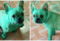 French Bulldogs Raid The Kitchen And Turn Green While Their Mom Goes Out