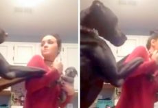 Great Dane Was Not Very Happy When Mom Got A New Puppy And Threw A Funny “Hissy-Fit”