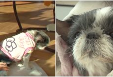 Heartsick Dog Turns Her Back When Her Name’s Called And Had One Wish Before She Died