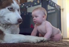 Husky Attempts To Act Tough With Baby, But Rolls Over With Joy When Baby Pets Him