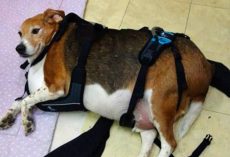 Obese Beagle Was So Overfed He Could Hardly Move When Found