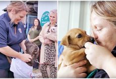 Woman Single-Handedly Lowers Shelter’s Kill-Rate From 100% To Zero, Saves 565 Dogs