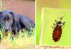 “Kissing Bug” Fatally Infecting Dogs & Killing Them Within Days, Owners Warned