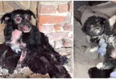 She Was Too Weak To Protect Her Babies So She Tucked Away In Crumbling Building