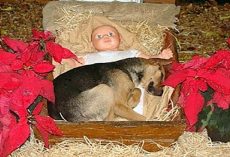 Homeless Pup Sought Warmth On Frigid Night, Curled Up In Nativity Scene Manger
