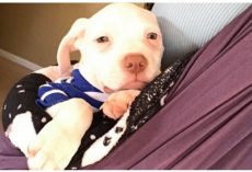 The Only Pup Left Wouldn’t Stop Crying & Foster Mom’s Heartbeat Is His Only Comfort