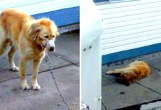 Town Refused To Help Poor Dog Next Door, So Neighbors Break Into Yard To Rescue The Dog