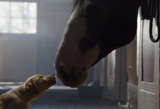 Budweiser’s 2014 Super Bowl Commercial, Puppy Was Kept Away From Her Best Friend