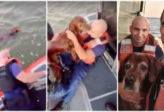 Elderly Dog Thanks Coast Guard With Kisses After They Pull Him From Choppy Sea