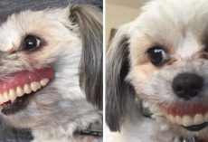 Dad Wakes Up To His Dentures Missing And His Dog Is Sporting A New Smile