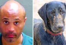 Wicked Man Tosses Helpless Dog Off Bridge, Dog Suffers Heavy Injuries On Impact
