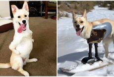 ‘Kangaroo’ Dog With 2 Legs Hits The Slopes, Proves Disability Won’t Slow Him Down