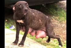 Rescuers Found Dog Desperately Looking For Her Pups, She Stops At Nothing To Get Them Back