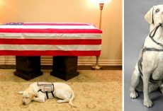 Pres. George HW Bush’s Loyal Service Dog To Be Honored With A Life-Size Statue