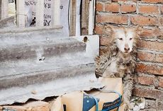 While The Other Dogs Played, Neglected Husky Sat Frozen With Fear In A Corner