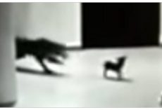 Wild Leopard Attacks Tiny Puppy On Security Cam, Mom Comes To The Rescue