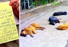 Thug Sends Threat Mails & Poisons Dogs Who “Bark”, $5000 Reward As 11 Dogs Die