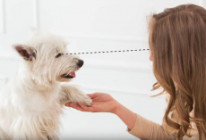 10 Scientific Ways To Know If Your Dog Loves You