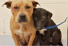 Unloved & Unwanted Pit Bulls Cling To One Another For Comfort