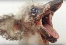 Town Ignored Gross Looking Dog, Volunteer Calls Them An “Embarrassment”