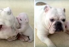 Bulldog Puppy Threw Hilarious ‘Temper Tantrum’ And Rebels Against His Cool Mama Dog