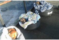 Bus Station Opens Its Doors To Stray Dogs So They Have A Warm Place To Stay