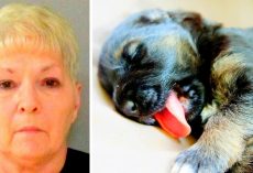 Dog-Hater Shoots Puppy, Shoots Neighbor Too For Letting Puppy Play Without Leash