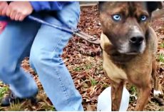 Neighbor Chants “Break The Chain!” As Dog Struggles Knowing Freedom Is So Close