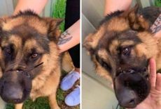 Man Goes To Work And Leaves Dog At Home With Cable Tie Around Her Nose