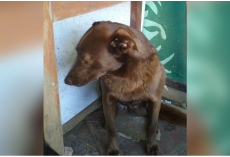 Depressed Dog Was Alone At Shelter For 2-Years And Recognized A Familiar Smell