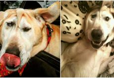 Disfigured Dog Was Given Up On Time & Time Again, One Woman Saw All His Beauty
