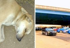 Psycho Throws Dog Off A 30ft Overpass, Dog Found Bleeding From Mouth On Impact