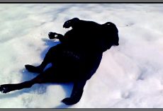 Dog Runs In Snow And Immediately Falls Down. Family In Hysterics With His ‘New Trick’