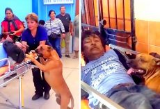 2 Worried Dogs Force Their Way Into Ambulance To Watch Over Their Wounded Dad