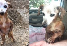 Man Rescues Old Dog From Freeway, But His Wife Tells Him They Can’t Keep It