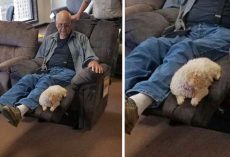 Grandpa Takes Dog To Furniture Store To Make Sure She Approves Of New Chair