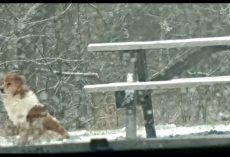 Heartbroken Dog Refused To Leave The Spot Where Her Family Abandoned Her