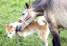 After Being Separated For 7 Months, A Horse And Dog Finally Reunite